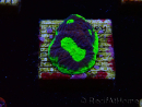 WYSIWYG - RAH Goniastrea UFO 3H6