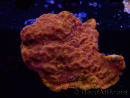 WYSIWYG - RAH Leptoseris 24k Gold 3J1