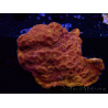 WYSIWYG - RAH Leptoseris 24k Gold 3J1