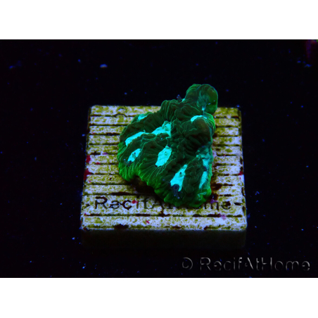 WYSIWYG RAH Favia Luminescent Green 3R11