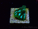 WYSIWYG RAH Favia Luminescent Green 3R11