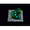 WYSIWYG RAH Favia Luminescent Green 3R11