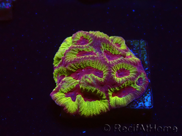 WYSIWYG - RAH Favia Scorpion King
