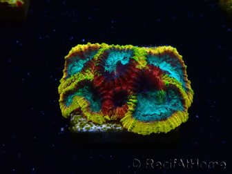WYSIWYG - JF Yellow Submarine Favia