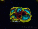 WYSIWYG - JF Yellow Submarine Favia J5