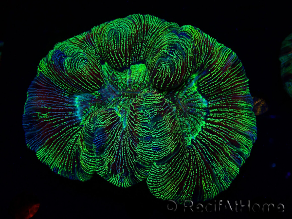 WYSIWYG Trachyphyllia geoffreyi Ultra 1 (Skeleton 4 cm)