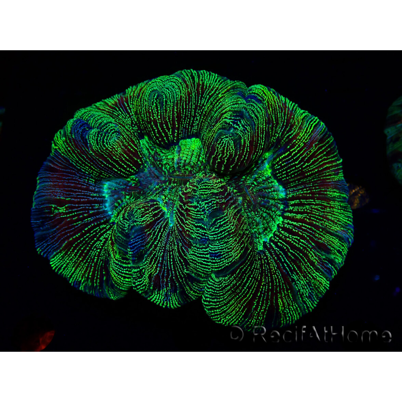 WYSIWYG Trachyphyllia geoffreyi Ultra 1 (Skeleton 4 cm)