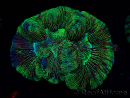 WYSIWYG Trachyphyllia geoffreyi Ultra 1 (Skeleton 8 cm)