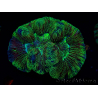 WYSIWYG Trachyphyllia geoffreyi Ultra 1 (Skeleton 4 cm)