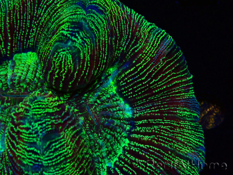 WYSIWYG Trachyphyllia geoffreyi Ultra 1 (Skeleton 8 cm)