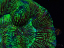 WYSIWYG Trachyphyllia geoffreyi Ultra 1 (Skeleton 8 cm)