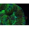 WYSIWYG Trachyphyllia geoffreyi Ultra 1 (Skeleton 8 cm)