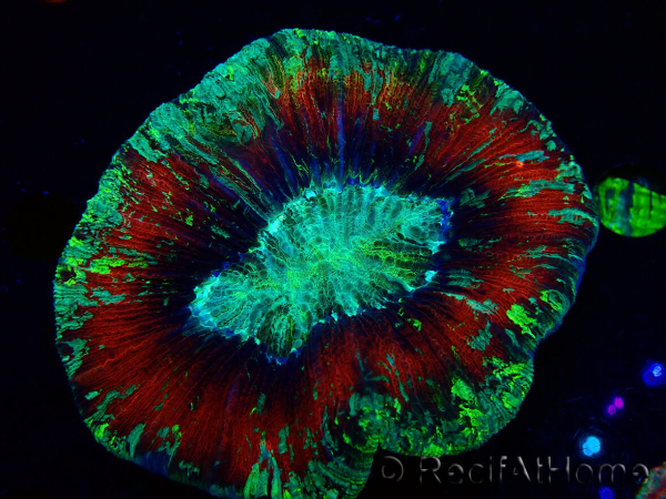 WYSIWYG Trachyphyllia geoffreyi Ultra 2 (Skeleton 10 cm)