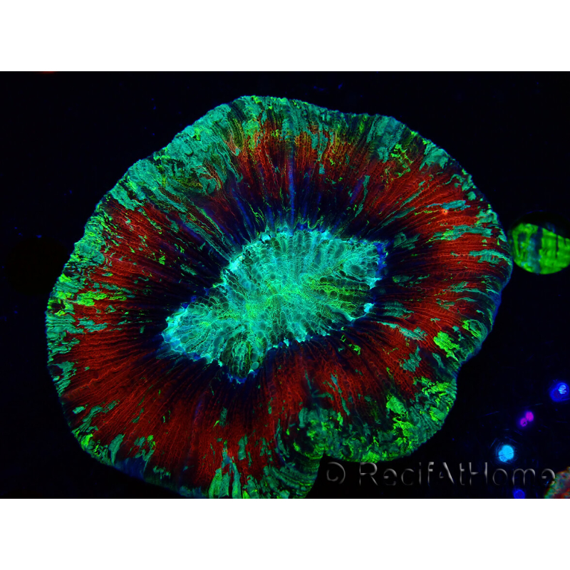 WYSIWYG Trachyphyllia geoffreyi Ultra 2 (Skeleton 7 cm)