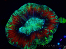WYSIWYG Trachyphyllia geoffreyi Ultra 2 (Skeleton 10 cm)