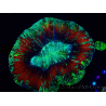 WYSIWYG Trachyphyllia geoffreyi Ultra 2 (Skeleton 10 cm)