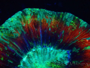 WYSIWYG Trachyphyllia geoffreyi Ultra 2 (Skeleton 10 cm)