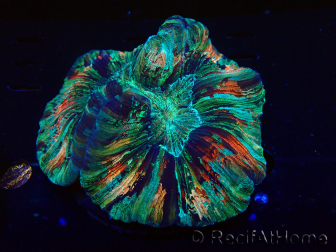 WYSIWYG - Trachyphyllia geoffroyi Ultra 3 (Scheletro 9 cm/Aperto 13 cm)