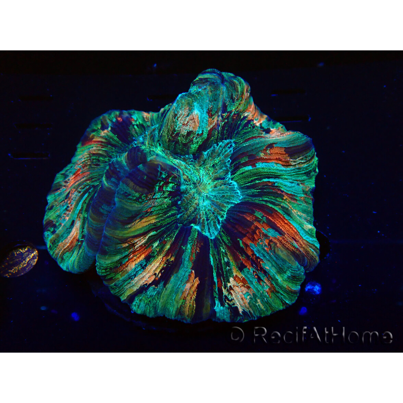 WYSIWYG - Trachyphyllia geoffroyi Ultra 3 (Skeleton 5 cm/Open 6 cm)