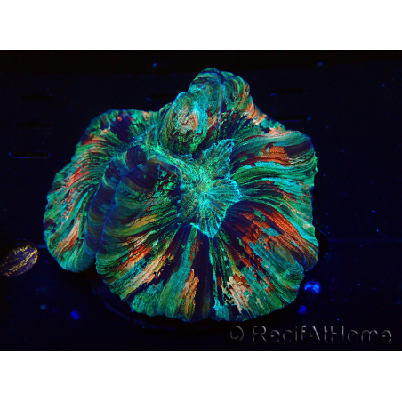 WYSIWYG - Trachyphyllia geoffroyi Ultra 3 (Scheletro 9 cm/Aperto 13 cm)
