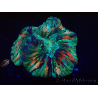 WYSIWYG - Trachyphyllia geoffroyi Ultra 3 (Skeleton 5 cm/Open 6 cm)