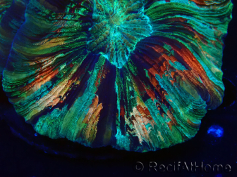 WYSIWYG - Trachyphyllia geoffroyi Ultra 3 (Skeleton 5 cm/Open 6 cm)