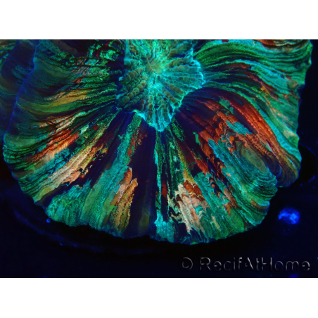 WYSIWYG - Trachyphyllia geoffroyi Ultra 3 (Scheletro 9 cm/Aperto 13 cm)