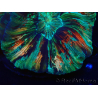 WYSIWYG - Trachyphyllia geoffroyi Ultra 3 (Scheletro 9 cm/Aperto 13 cm)