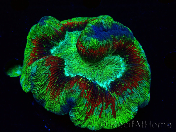 WYSIWYG Trachyphyllia geoffroyi Ultra 4 (Skeleton 7 cm)