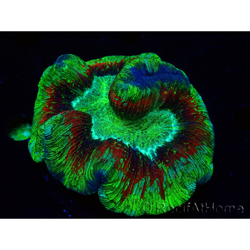 WYSIWYG Trachyphyllia geoffroyi Ultra 23 (Skeleton 7 cm)