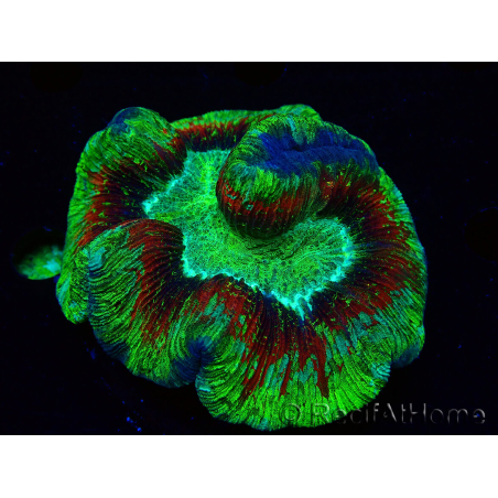 WYSIWYG Trachyphyllia geoffroyi Ultra 23 (Skeleton 7 cm)