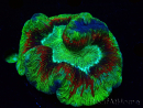 WYSIWYG Trachyphyllia geoffroyi Ultra 4 (Skeleton 7 cm)