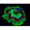 WYSIWYG Trachyphyllia geoffroyi Ultra 23 (Skeleton 7 cm)