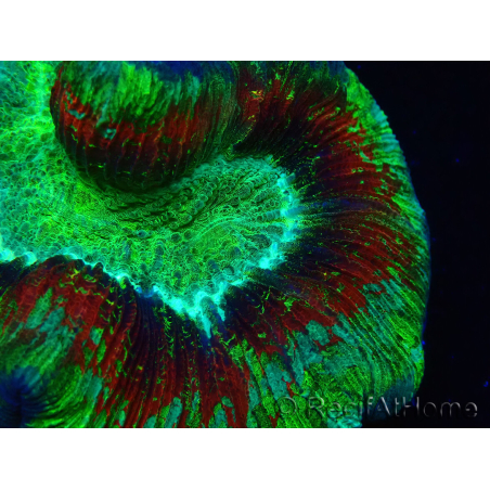 WYSIWYG Trachyphyllia geoffroyi Ultra 23 (Skeleton 7 cm)