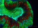 WYSIWYG Trachyphyllia geoffroyi Ultra 4 (Skeleton 7 cm)