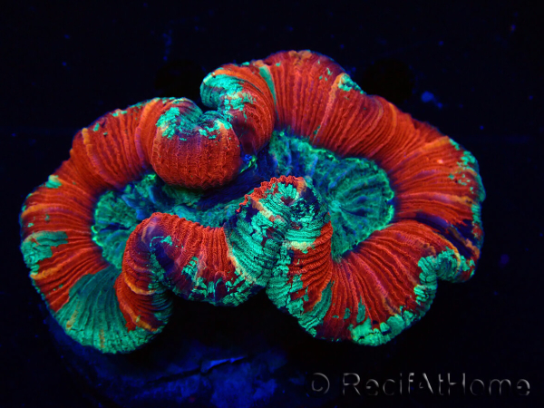 WYSIWYG Trachyphyllia geoffroyi Ultra 25 (Skeleton 6 cm)