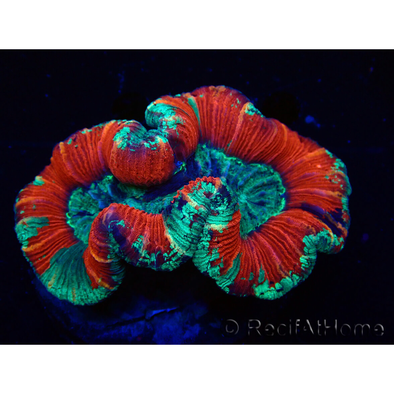 WYSIWYG Trachyphyllia geoffroyi Ultra 25 (Skeleton 6 cm)