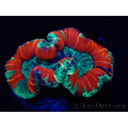 WYSIWYG Trachyphyllia geoffroyi Ultra 25 (Skeleton 6 cm)