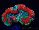 WYSIWYG Trachyphyllia geoffroyi Ultra 25 (Skeleton 6 cm)