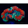 WYSIWYG Trachyphyllia geoffroyi Ultra 25 (Skeleton 6 cm)