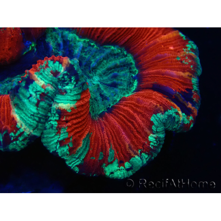 WYSIWYG Trachyphyllia geoffroyi Ultra 25 (Skeleton 6 cm)