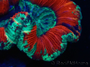 WYSIWYG Trachyphyllia geoffroyi Ultra 25 (Skeleton 6 cm)