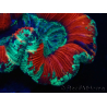 WYSIWYG Trachyphyllia geoffroyi Ultra 25 (Skeleton 6 cm)