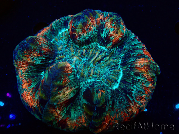 WYSIWYG Trachyphyllia geoffroyi A3 (Scheletro 5 cm/ Aperto 6,5 cm)