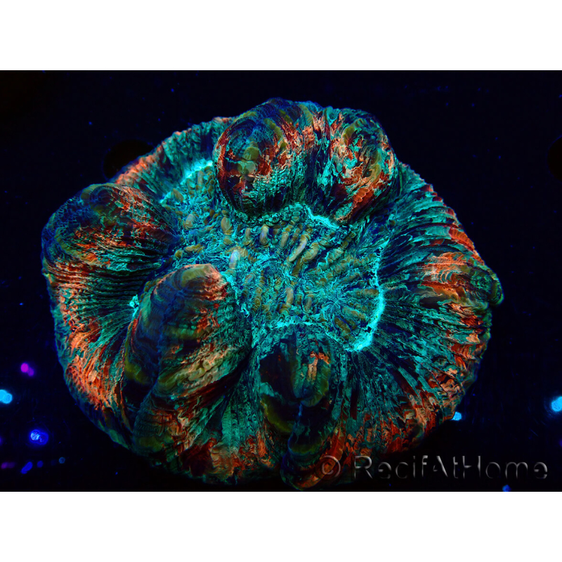 WYSIWYG Trachyphyllia geoffroyi A3 (Skelett 5 cm / Offen 6,5 cm)