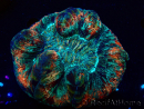 WYSIWYG Trachyphyllia geoffroyi A3 (Scheletro 5 cm/ Aperto 6,5 cm)