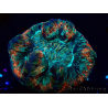 WYSIWYG Trachyphyllia geoffroyi A3 (Skelett 5 cm / Offen 6,5 cm)
