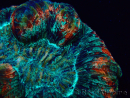WYSIWYG Trachyphyllia geoffroyi A3 (Scheletro 5 cm/ Aperto 6,5 cm)