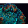 WYSIWYG Trachyphyllia geoffroyi A3 (Skelett 5 cm / Offen 6,5 cm)