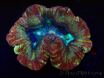 WYSIWYG - Trachyphyllia geoffroyi Ultra 7 (Skeleton 6 cm)